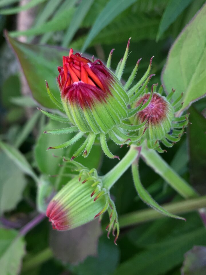 Nature flower red
