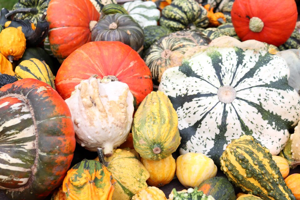 Halloween autumn deco