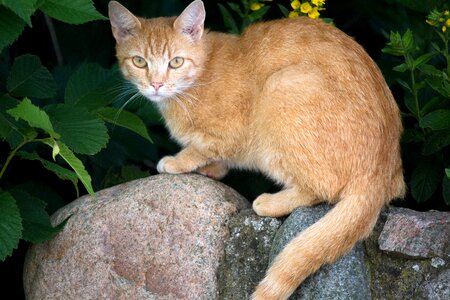 Animal nature small cat