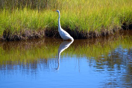 Nature heron white photo