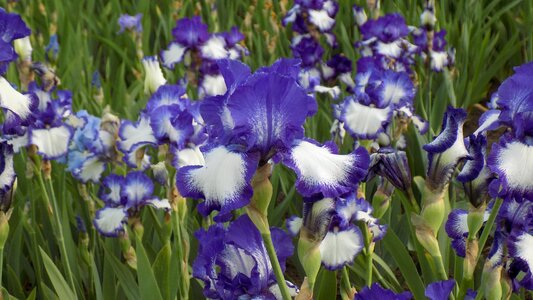 Bloom purple iris summer