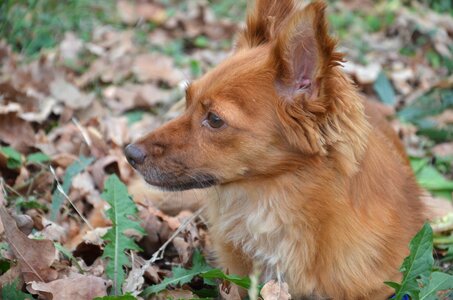 Animal home dog photo