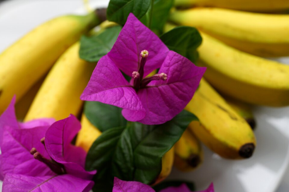 Decoration freshness