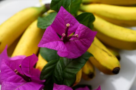 Decoration freshness