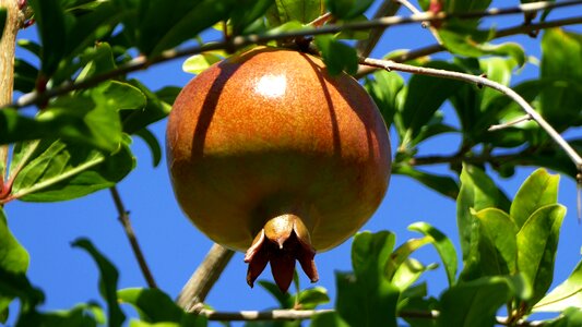 Pomegranate apple fruit