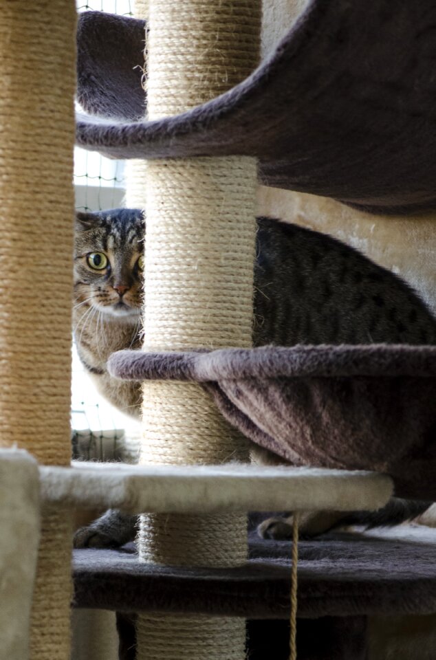 Kitten charming tabby