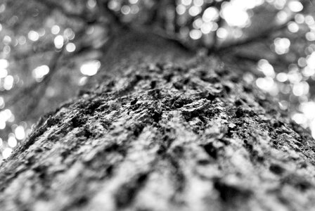 Big tree nature wallpaper