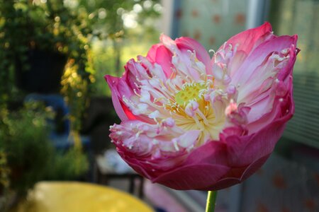 Flowers outdoor pond