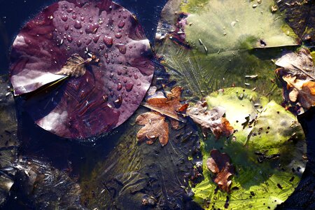 Frozen colors pond