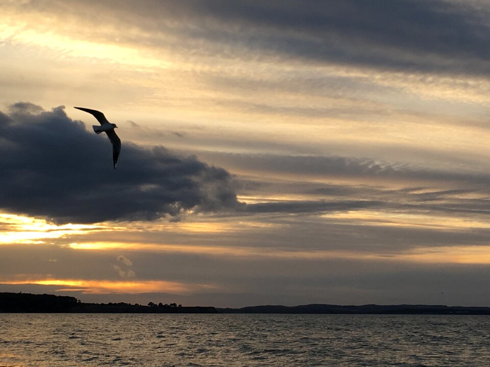 Coast sea seagull