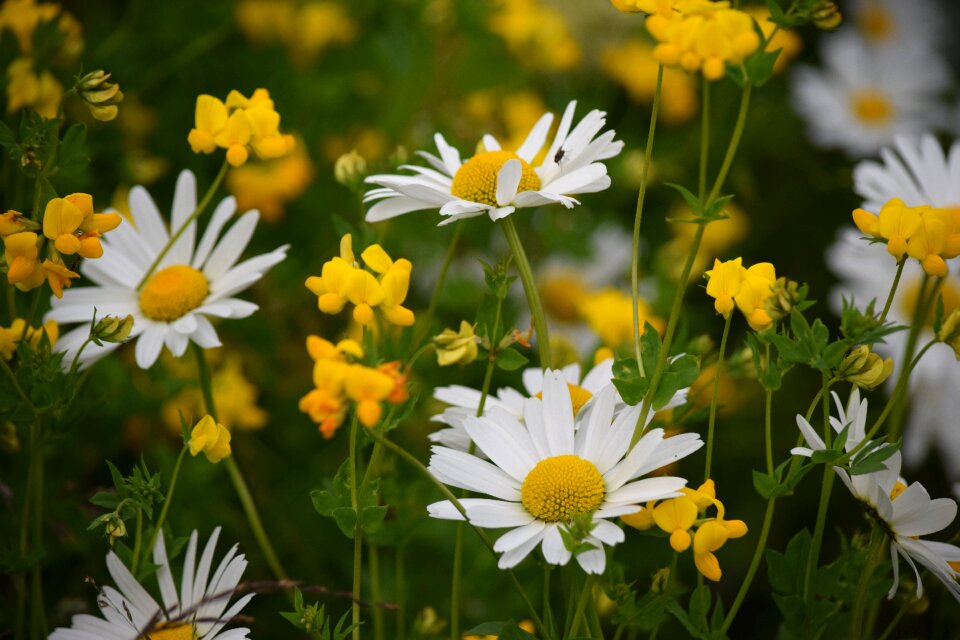 Yellow daisy