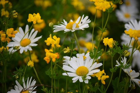 Yellow daisy
