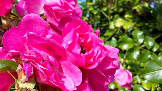 Purple purple flower nature