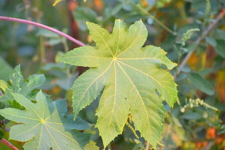 Wild leaf nature