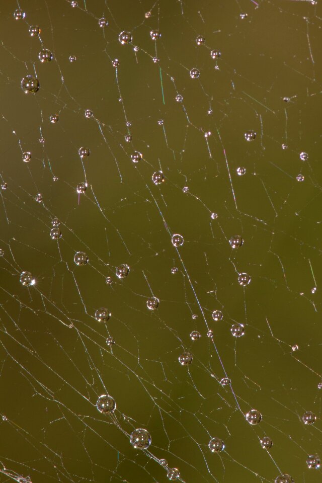 Autumn moist morgentau