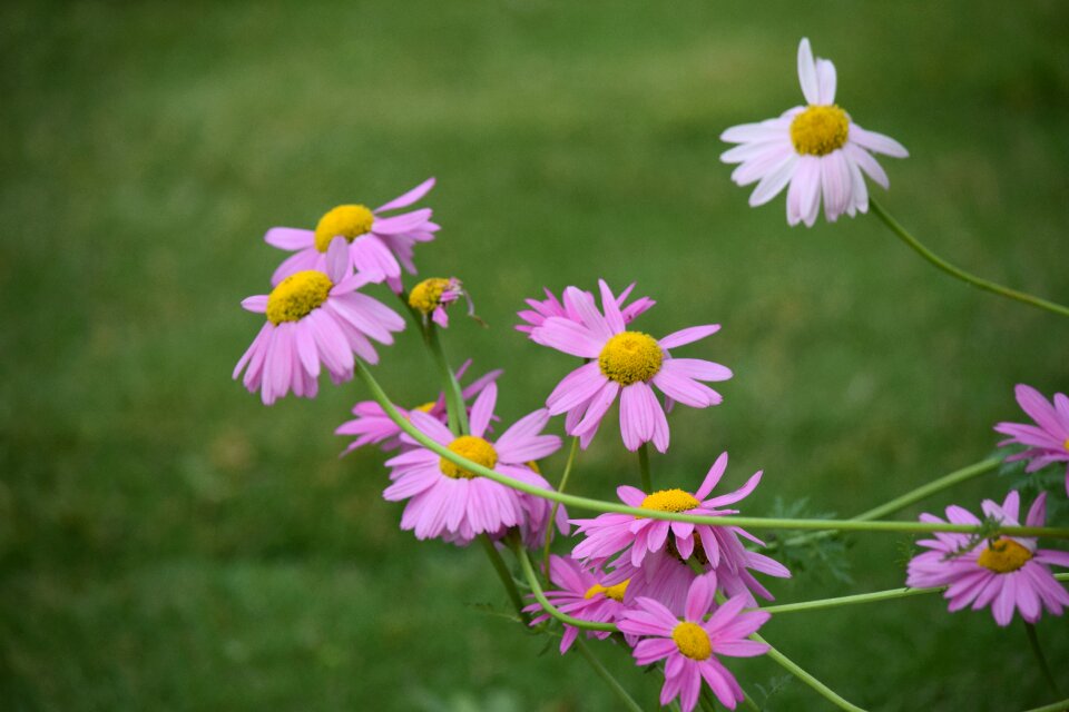 Daisy spring
