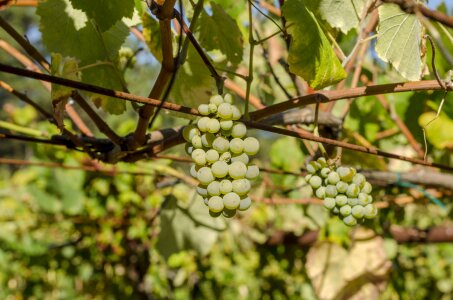 Vineyard cultivation cluster