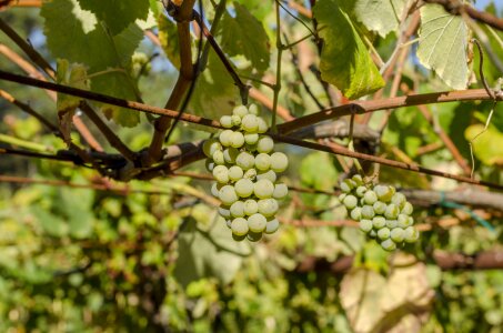 Vineyard cultivation cluster photo