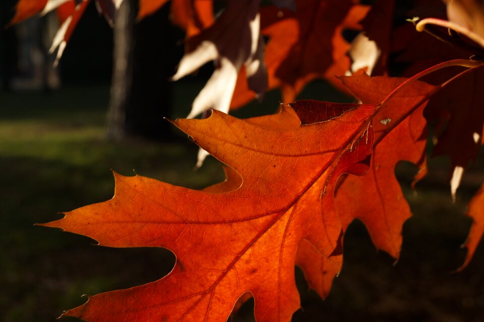 Red brown season