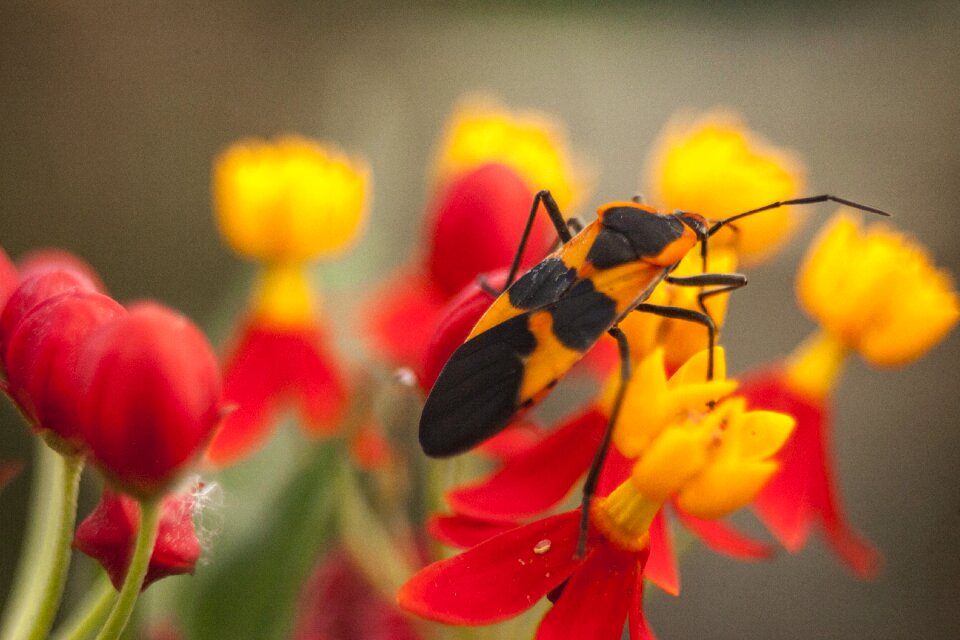 Wildlife black red