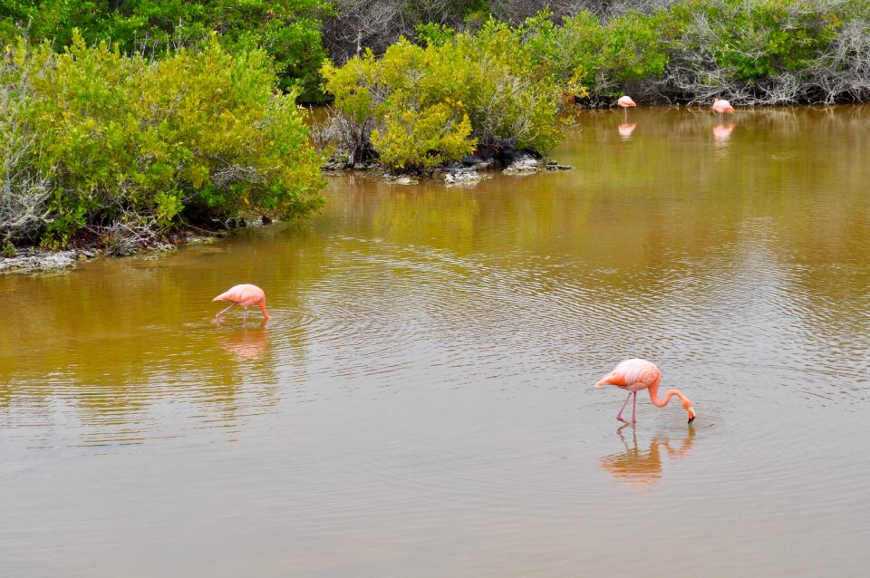Bird wildlife exotic
