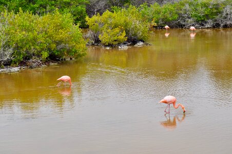 Bird wildlife exotic