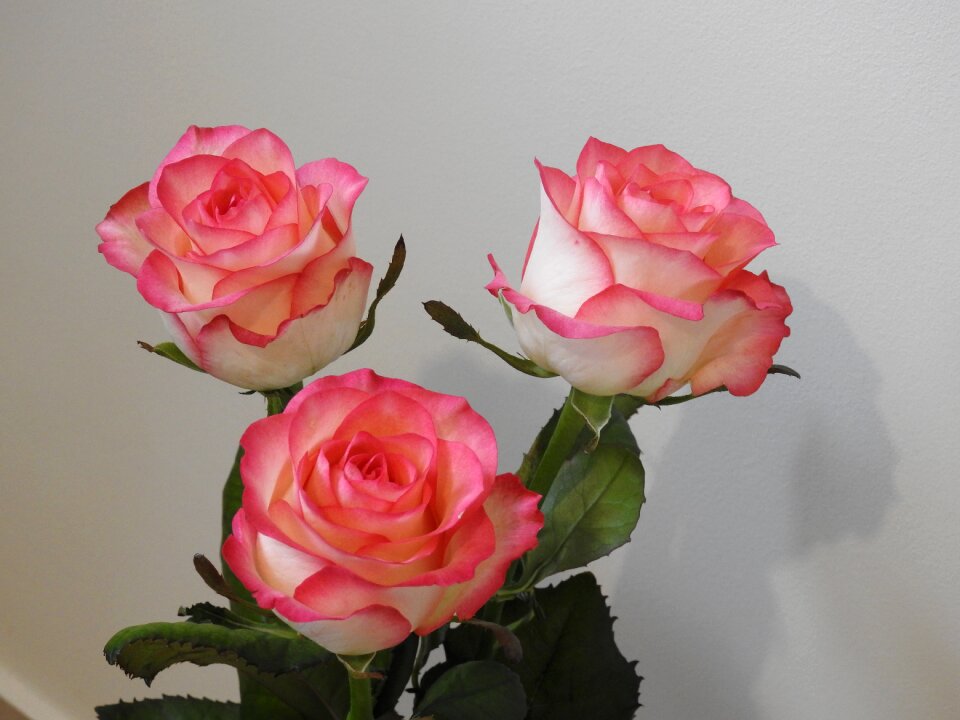 Roses flowers nature