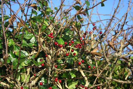 Green red twigs