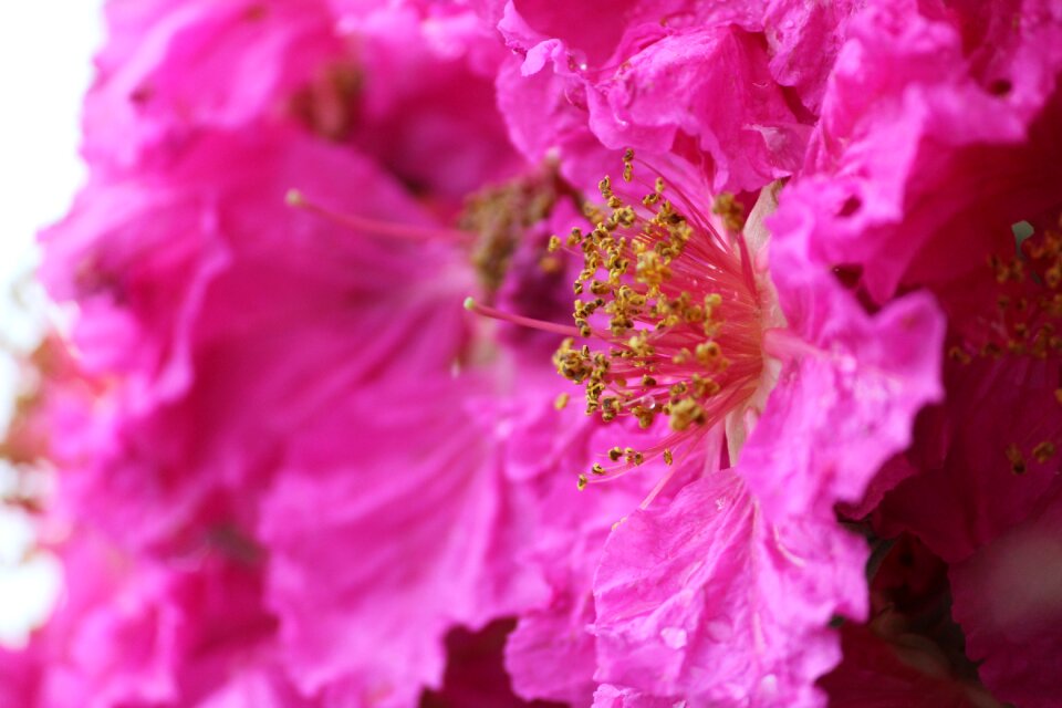 Pink pink petals