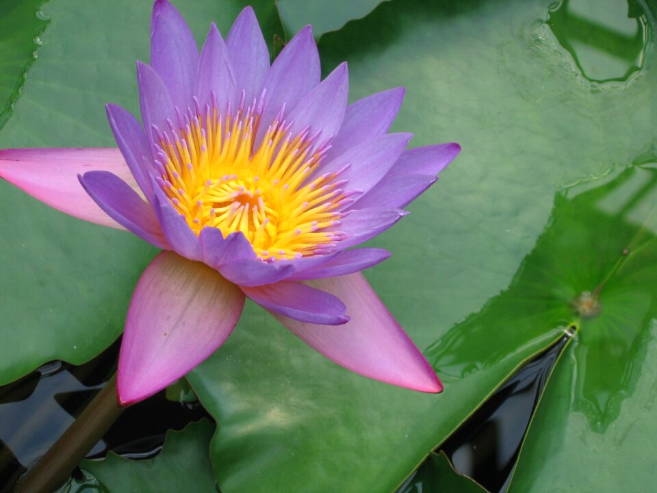 Flower blossom bloom
