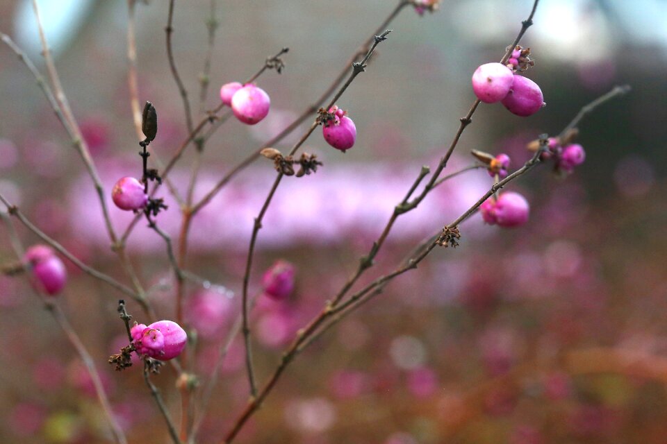 Pink nature kahl