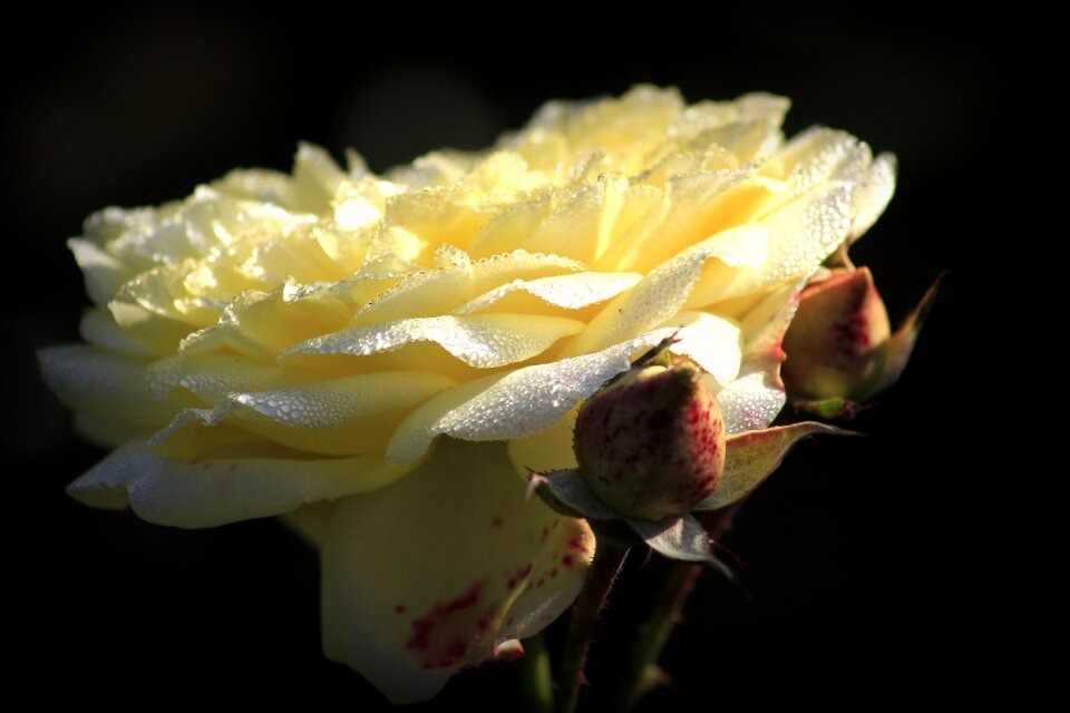Rose flower nature flora