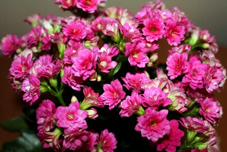 Small flowers blooms minor