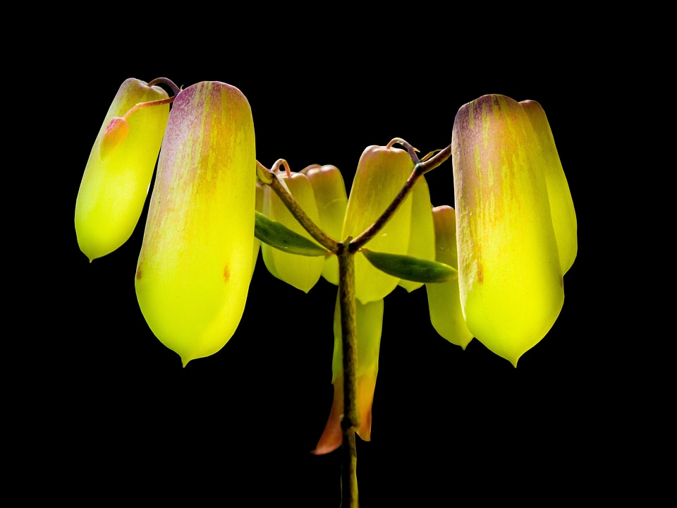Bloom flower green yellow