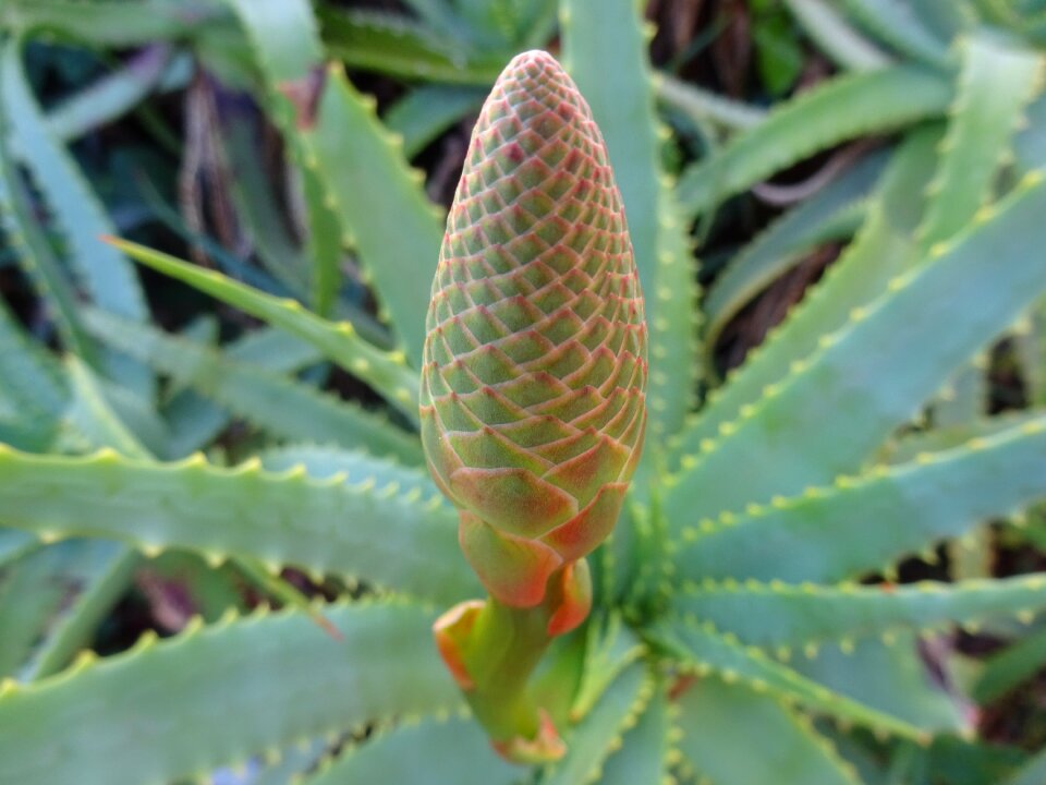 Garden vegetable shrubs