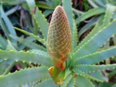 Garden vegetable shrubs