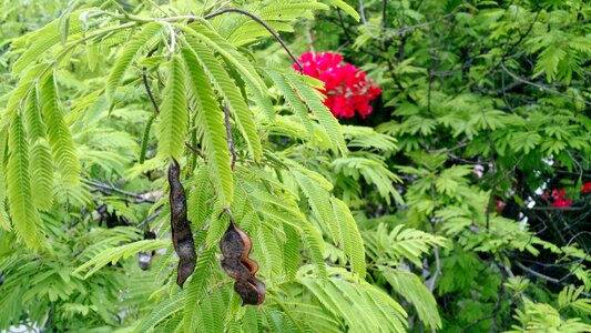 Shell seeds flora