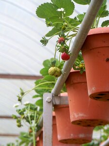 Red fruit organic