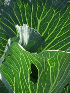 Kohl leaves vegetable plant
