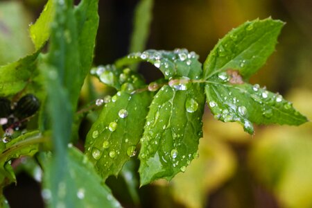 Nature leaf photo