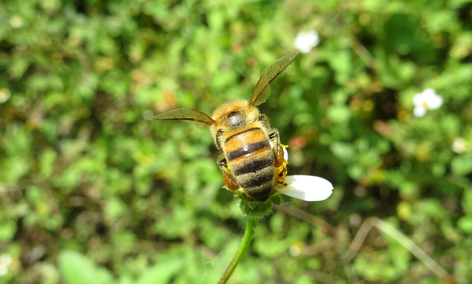 Bee pollinate colombia