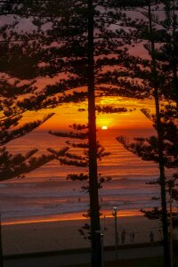 Pine trees australia sydney photo