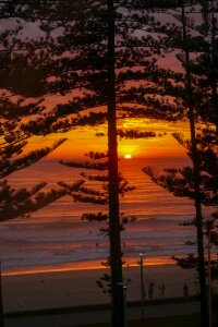 Pine trees australia sydney