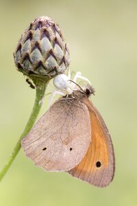 Eat dorsata animal world