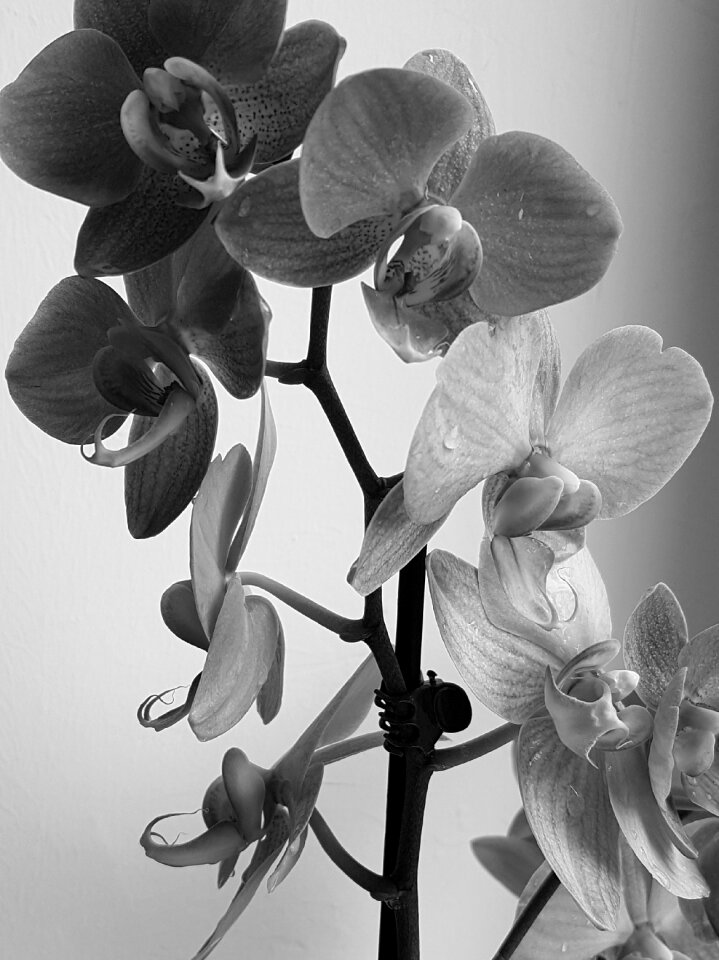 Black and white plant flowers