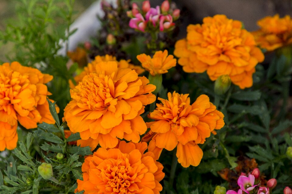Garden spring nature