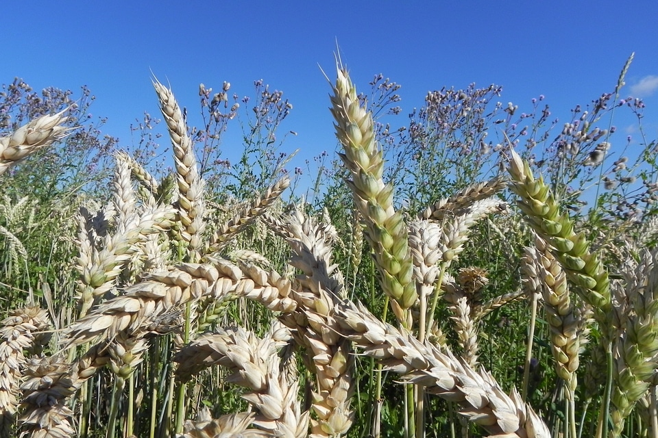 Cereals grain wheat field