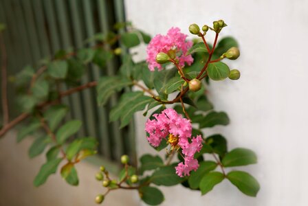 Natural hoa tuong vy pink
