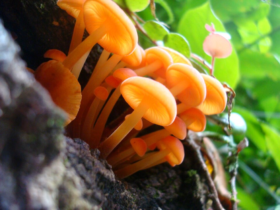 Natural fungi orange orange