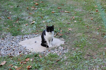 Nice cat photo animal